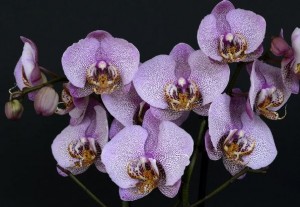 Makna Bunga Anggrek Ungu yang Dikirim Presiden Prabowo untuk Jokowi