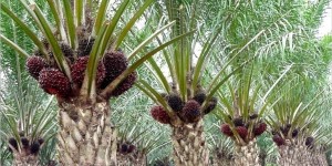 Sebelum 2016, Perkebunan Tanpa HGU Tak Otomatis Langgar Hukum