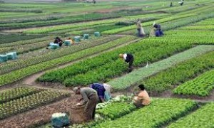 Mengenal Apa Itu Contract Farming yang Dijanjikan Pemprov DKI ke Petani Cabai di Aceh