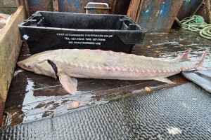 Setelah Ratusan Telur Dinosaurus Ditemukan, Kini Nelayan di Irlandia Berhasil Tangkap Ikan Dinosaurus