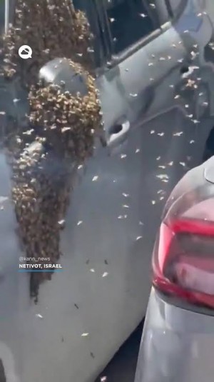 Viral! Puluhan Ribu Lebah Serbu Mal dan Permukiman di Israel, Warga Diimbau Menjauh