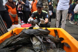 MUI Kritik Pemusnahan Massal 6,9 Ton Ikan Sapu-Sapu oleh Pemprov DKI Jakarta
