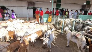 Muhammadiyah Ajak Jamaah Persyarikatan Sembelih Hewan Dam di Indonesia