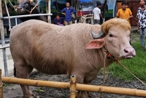 Kerbau Albino Berat 700 Kg di Bangladesh Disebut Mirip Donald Trump