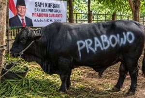 Risiko Politisasi dan Kaburnya Personal-Publik di Balik Bantuan Sapi Qurban Rp100 M dari APBN: Yang Benar Bagaimana?