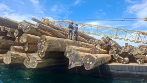 TNI AL Gagalkan Dugaan Pelanggaran Pengangkutan Kayu Log Ilegal di Perairan Teluk Berau