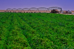 Sekjen Kemendagri Minta Evaluasi Harga Pangan di Daerah