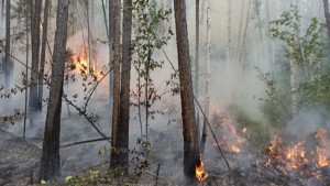 Wantim MUI Tegaskan Pembakaran Hutan Hukumnya Haram