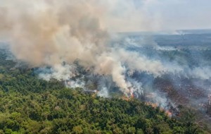 BNPB Catat Karhutla di 16 Wilayah, Kalimantan Terbakar Hampir 19 Ribu Hektar