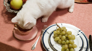 Makanan Halal untuk Si Meong? Perlu Bagi yang Diberi Versi Ini