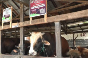 Melihat Sapi Qurban Presiden Jokowi di Sejumlah Daerah