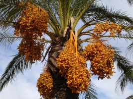 Iseng Berbuah Sukses, Pemuda Asal Jogja Kini Punya Ratusan Reseller Kurma