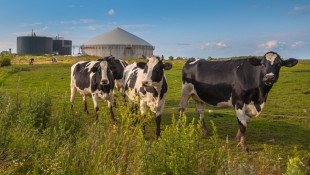 Dukung Energi Bersih, Pembangkit Biogas Pasir Mandoge Perkuat Listrik Sumatera Utara
