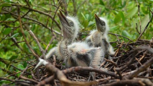 Berkat Menolong Anak Burung, Tangan Lumpuh Berangsur Membaik