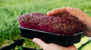 Pensiunan Dosen Tekuni Microgreen, Sayuran Imut Kaya Gizi