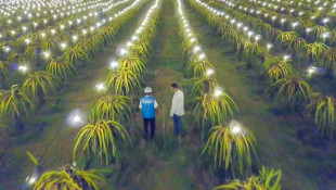 Berkat Electrifying Agriculture PLN, Omzet Petani Buah Naga Naik Hingga 3 Kali Lipat