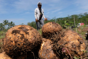 Curhat Ceria Petani Milenial soal Prospek Cerah Porang, 3 Tahun Beli Mobil