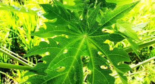 Daun Pepaya dan Putri Malu, Insektisida Alami Jitu dari Mahasiswa