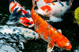Berawal dari Hobi, Muslim Yogyakarta Ini Punya Kolam Budi Daya Koi 1 Hektar