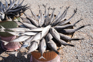 Keuntungan Perdana Sedekah, Berbalas Orderan Ikan Asin Senilai Rp300 Juta