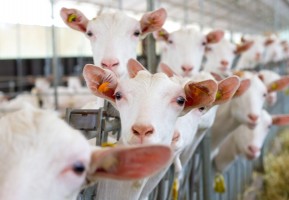 Milenial Ini Sukses Kelola Ternak Domba, Bagikan Manfaat Lewat PKK Milenial