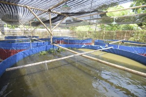 Ponpes Ihya Ulumuddin Cirebon Kembangkan Budidaya Ikan Bioflok