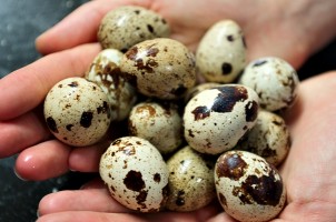 Ini yang Harus Dilakukan Pemula Sebelum Mulai Usaha Peternakan Burung Puyuh