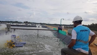 PLN Siap Pasok Listrik 65 MVA ke Kawasan Tambak Udang di Sulteng