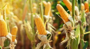 Mentan : Produksi Jagung Nasional Diprediksi Overstok