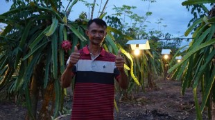 Produksi Buah Naga Sugiono Naik, 20 Petani Lain Ingin Meniru Pakai Listrik PLN