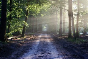Skenario Net-Zero Emission, 2060 Lindungi 3,2 Juta Hektar Hutan Primer