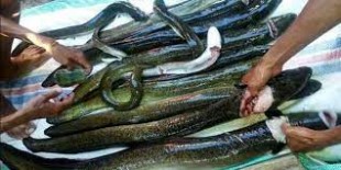 Prospek Bisnis Menjanjikan dari Budi Daya Sidat