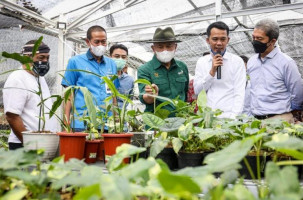 Pasar Tanaman Hias Bantu Pemulihan Perekonomian