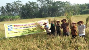 Ikhtiar Jamaah Tani Muhammadiyah Wujudkan Pertanian Hijau