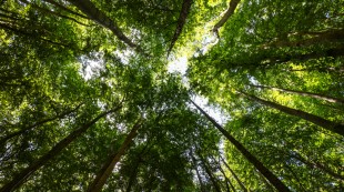 Tanggapi Menteri LHK Soal Deforestasi, Anggota DPR Ingatkan Fungsi Hutan