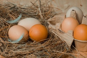 Harga Telur Ayam Jatuh, Kementan Fasilitasi Distribusi