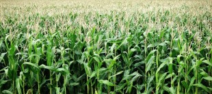 Teknologi Ensilase pada Jagung sebagai Hijauan Pakan