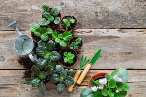 7 Tanaman Indoor yang Bisa Jadi Pemanis Sudut Ruangan