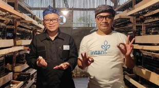 Potensi Bisnis Ternak Puyuh di Indonesia Sangat Menjanjikan