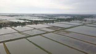 KKP Serahkan Bantuan untuk Pembudidaya Ikan Nila di Karawang