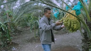 Potensi Bisnis Kurma Jadi Angin Segar bagi Petani Indonesia