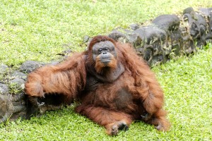 Taman Margasatwa Ragunan Buka Lebaran H+1, Simak Ketentuannya
