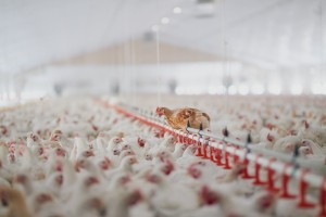 Serba-serbi Beternak Ayam Demi Hasilkan Hidangan Lezat