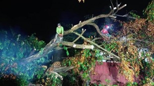 Hujan Angin di Seyegan,  Pohon Tumbang Timpa 2 Rumah Warga