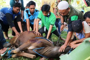 Kurban Bukan Sekadar Ritual, Harus Ada Nilai Tauhid dan Ihsan
