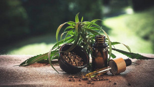 Ganja Medis dalam Risalah Kedokteran Ibnu Sina