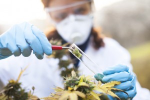 Ahli Farmasi Nilai Penggunaan Istilah Ganja Medis Rawan Ditunggangi
