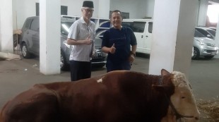 Wapres Kirimkan Sapi untuk MUI, Panitia Kurban: Terima Kasih