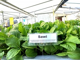 Produktif dan Menghasilkan, Masjid At-Taqwa Kembangkan Kebun Hidroponik