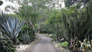 Wisata ke Taman Meksiko, Spot Menarik bagi Pecinta Tanaman Hias